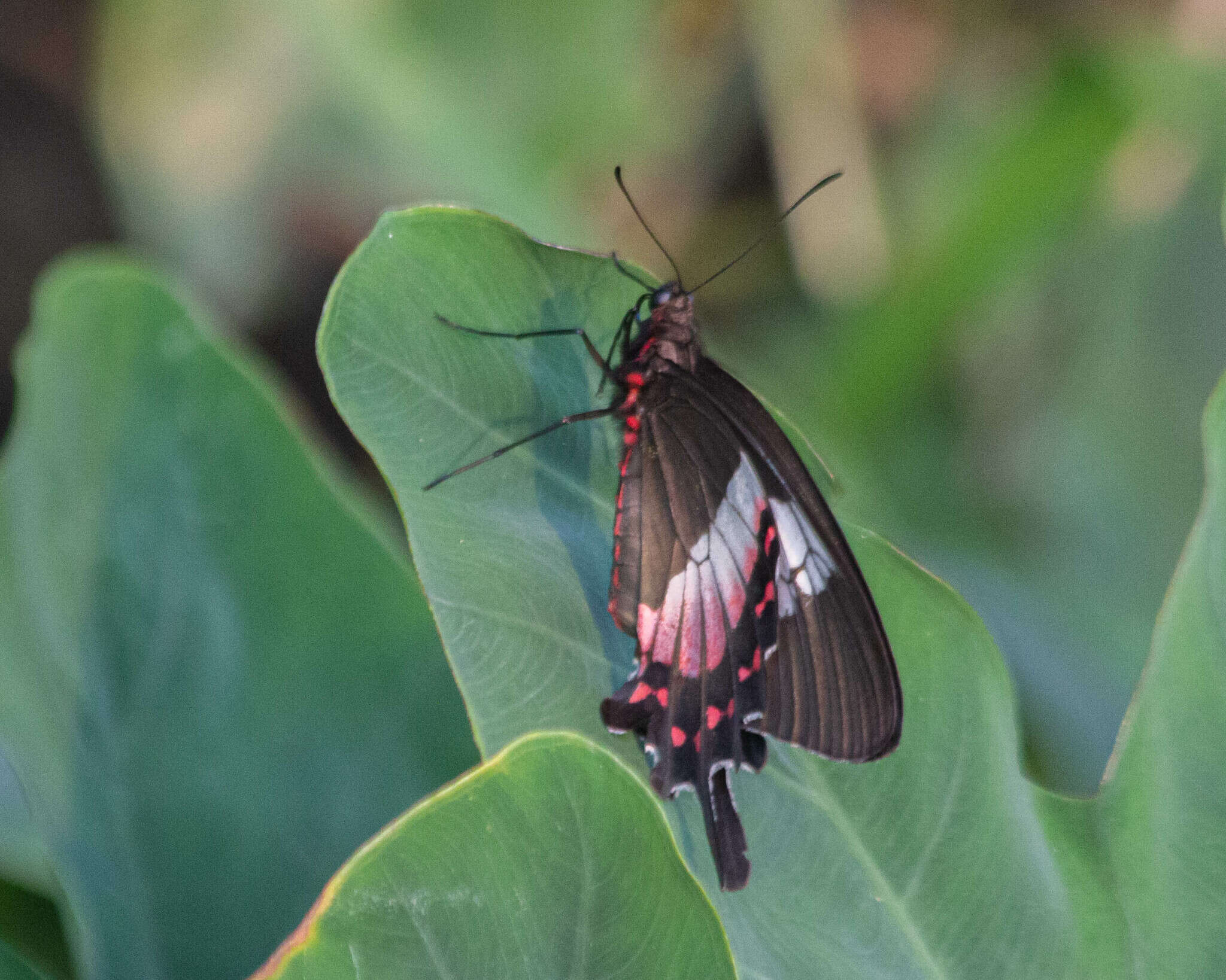 Parides ascanius (Cramer (1775)) resmi