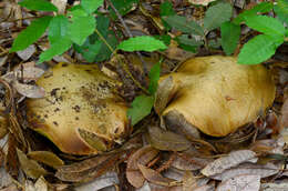 Image de Butyriboletus persolidus D. Arora & J. L. Frank 2014