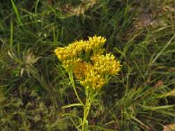 Plancia ëd Euthamia leptocephala (Torr. & A. Gray) Greene