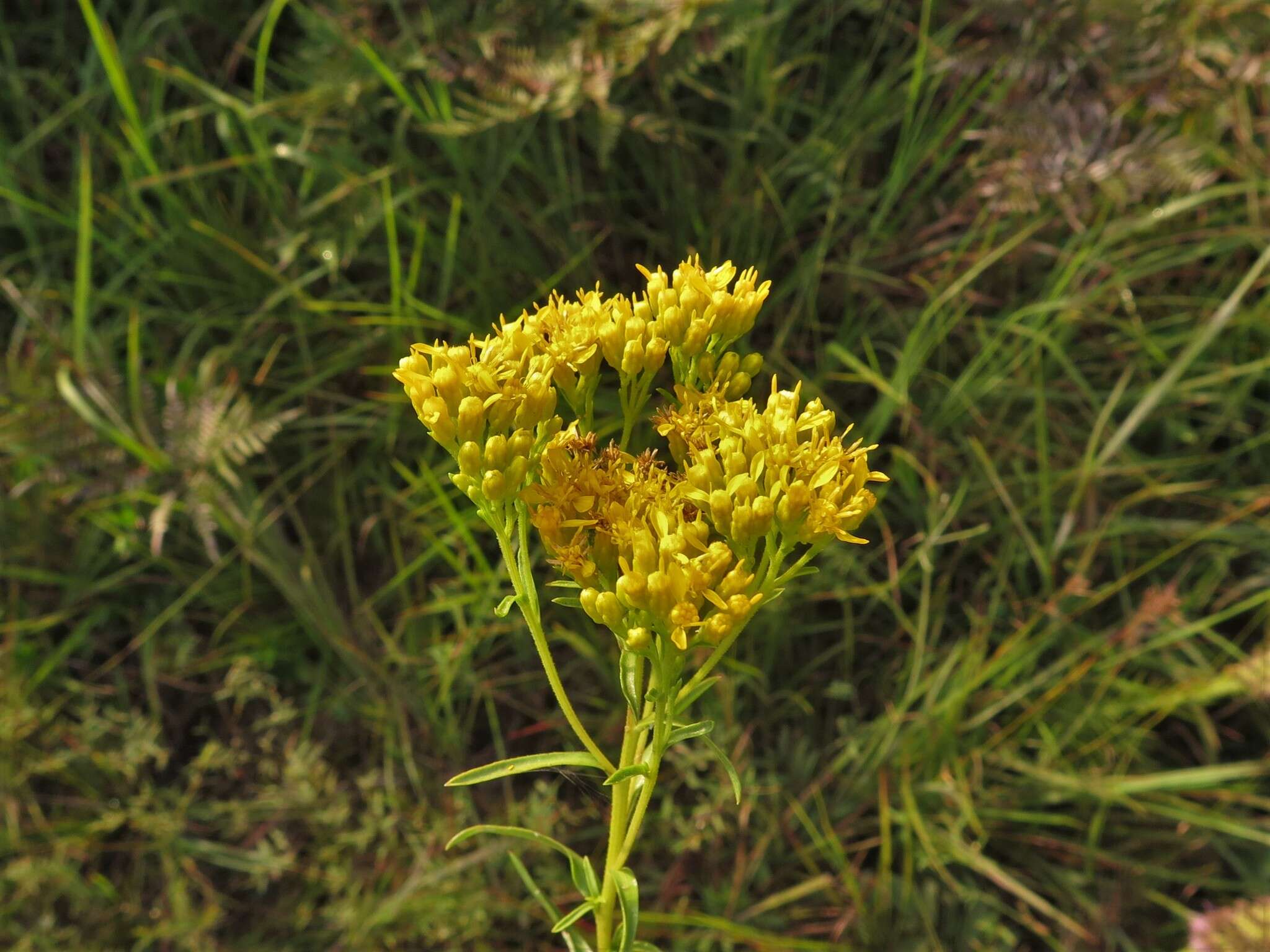 Plancia ëd Euthamia leptocephala (Torr. & A. Gray) Greene