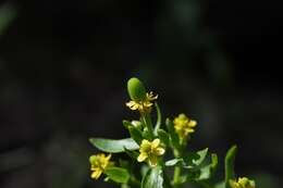 Ranunculus sceleratus subsp. sceleratus的圖片