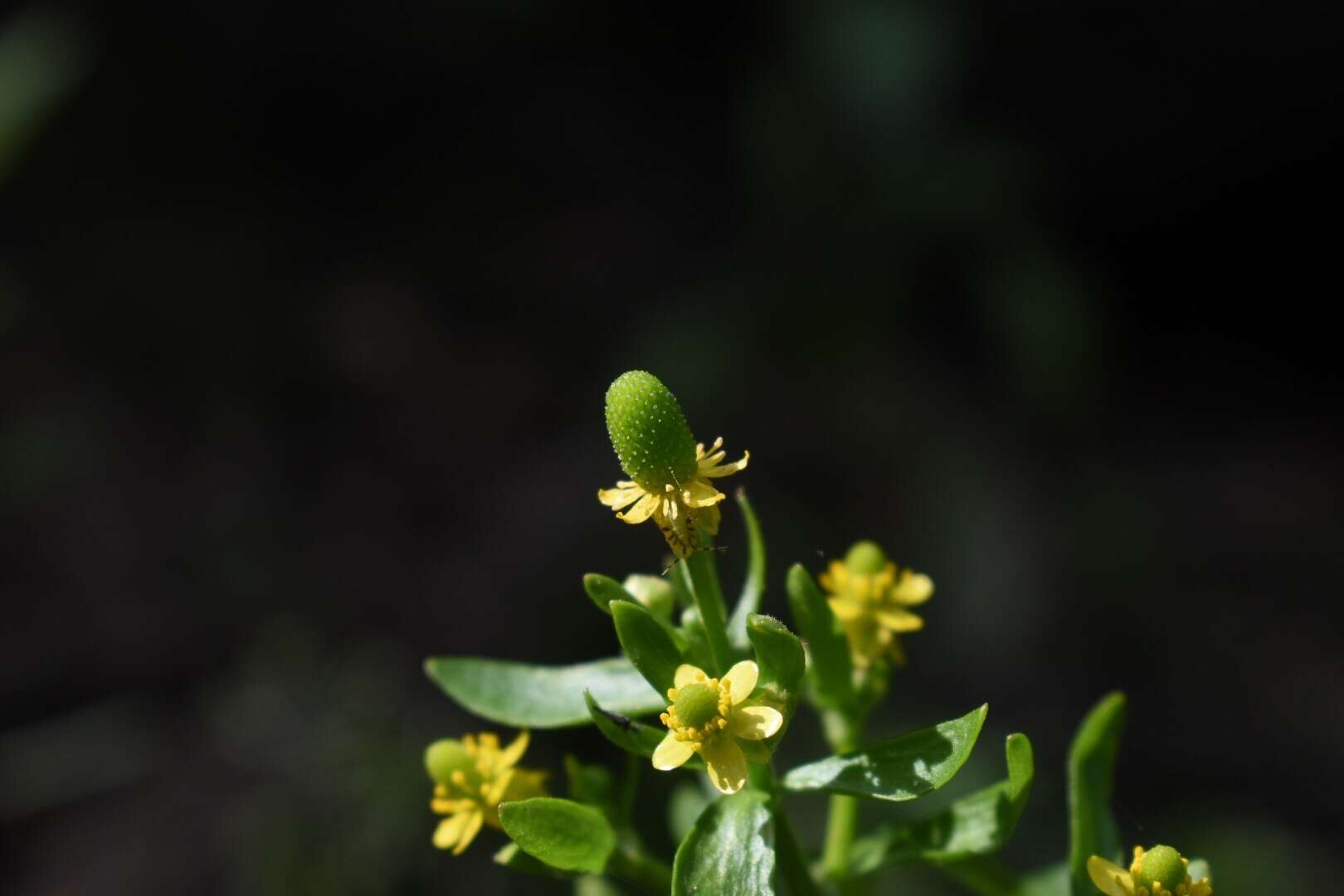 Ranunculus sceleratus subsp. sceleratus的圖片