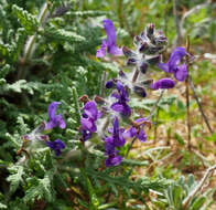 Image of Salvia lanigera Poir.