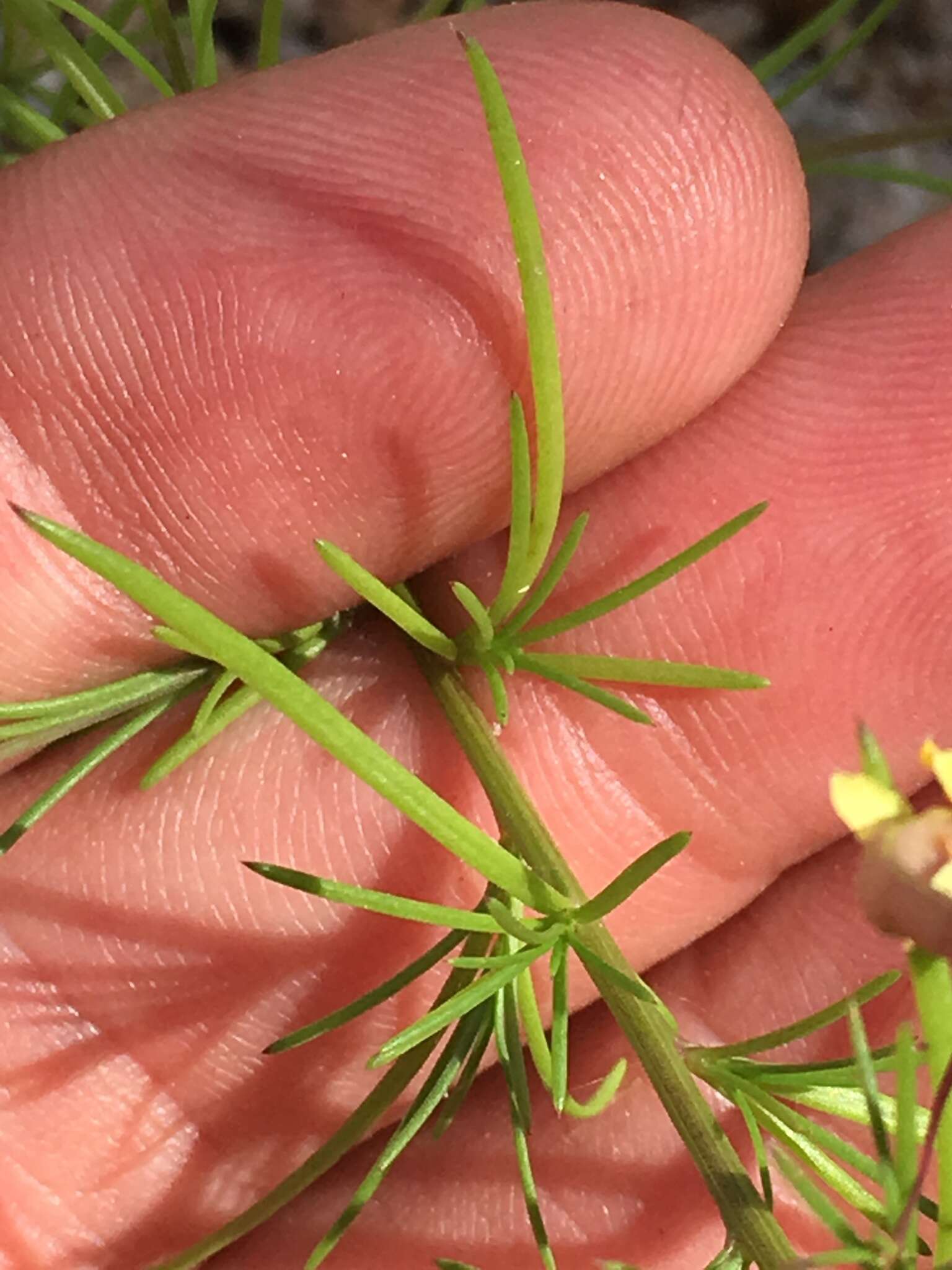 Слика од Physostemon guianense (Aubl.) Malme