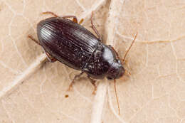 Image of Carabidae