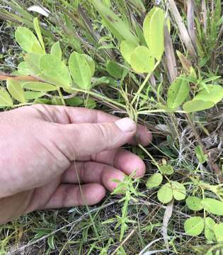 Plancia ëd Arachis hypogaea L.