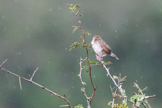 Image of Short-winged Cisticola