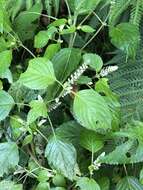 Image of Collinsonia macrobracteata (Masam.) Harley