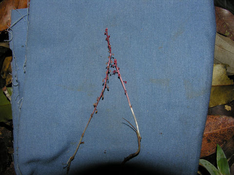 Image of <i>Sciaphila picta</i> Miers