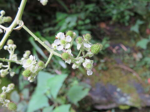 Image of Rubus boliviensis Focke