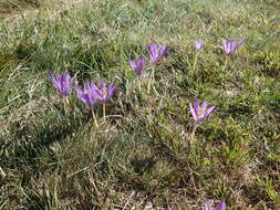 Crocus nudiflorus Sm. resmi