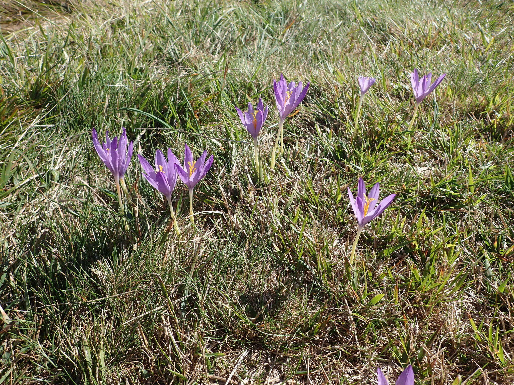 Crocus nudiflorus Sm. resmi