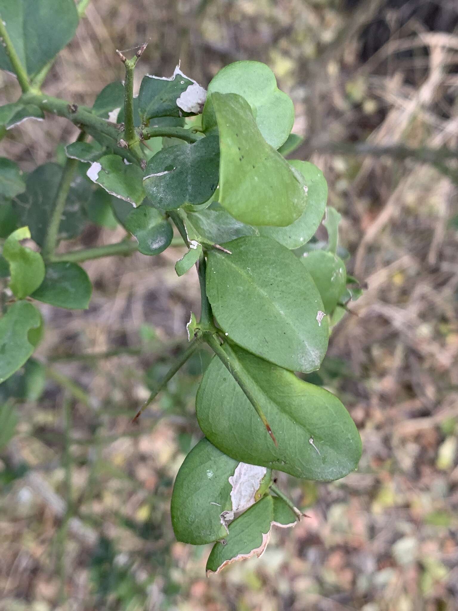 Image of Carissa bispinosa var. bispinosa