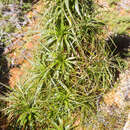 Image of Richea curtisiae A. M. Gray