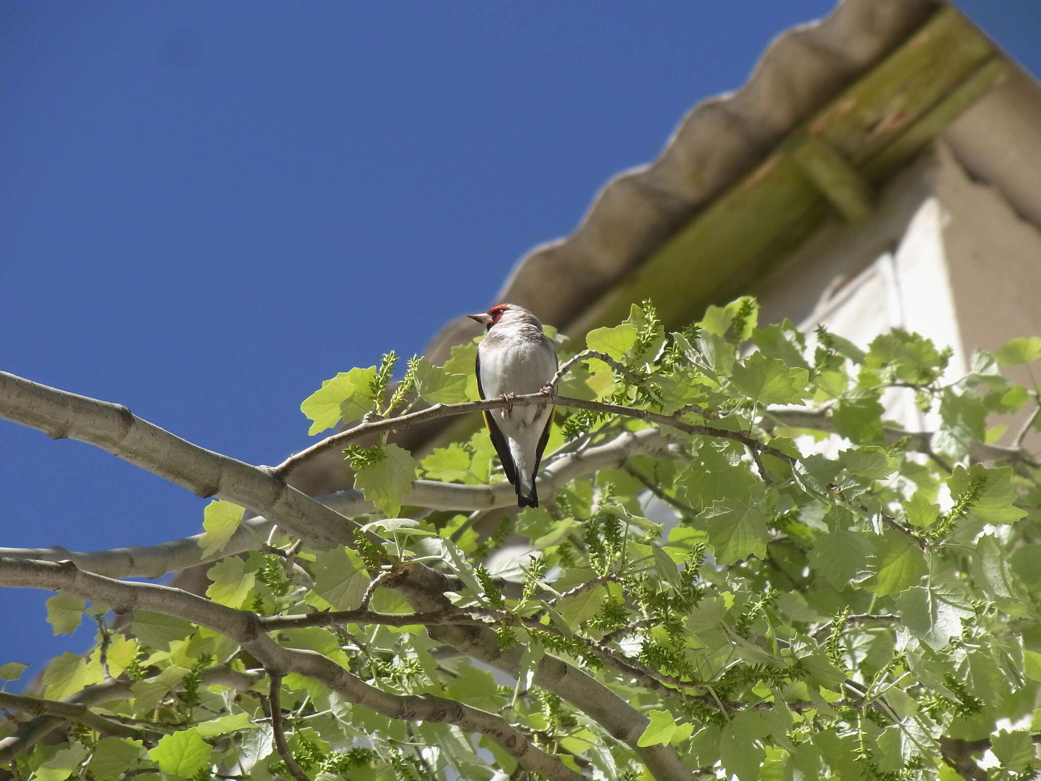 Imagem de Carduelis carduelis paropanisi Kollibay 1910