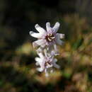 Silene ciliata Pourret的圖片