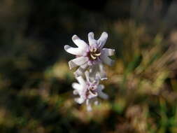 Imagem de Silene ciliata Pourret