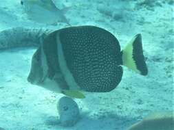 Image of Mustard Surgeonfish