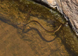 Plancia ëd Thamnophis melanogaster (Peters 1864)