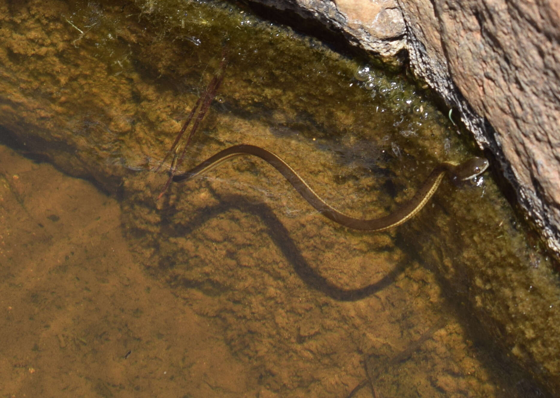 Plancia ëd Thamnophis melanogaster (Peters 1864)