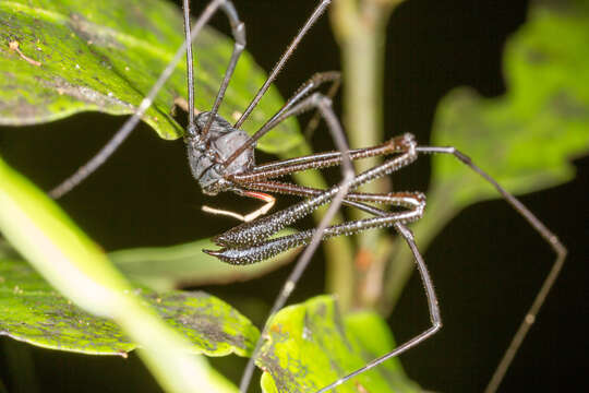 Image of Pantopsalis cheliferoides