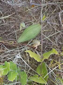 Image de Matelea cynanchoides (Engelm.) R. E. Woodson