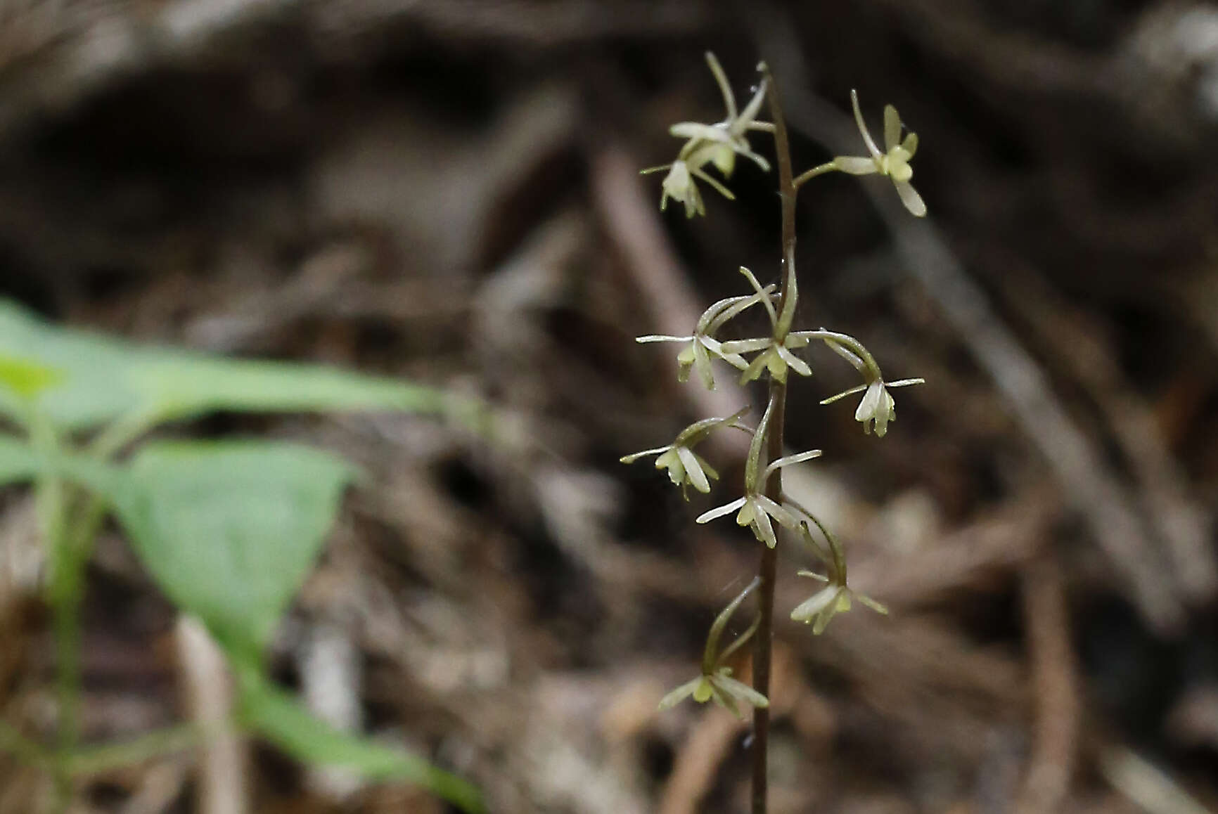 Image of Tipularia japonica Matsum.