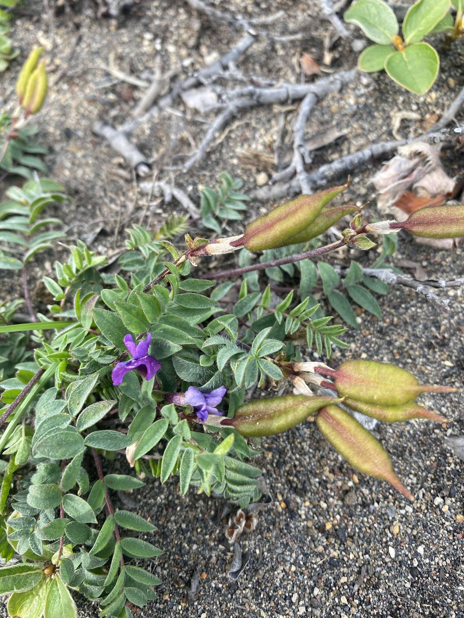 Image of Chukotka locoweed