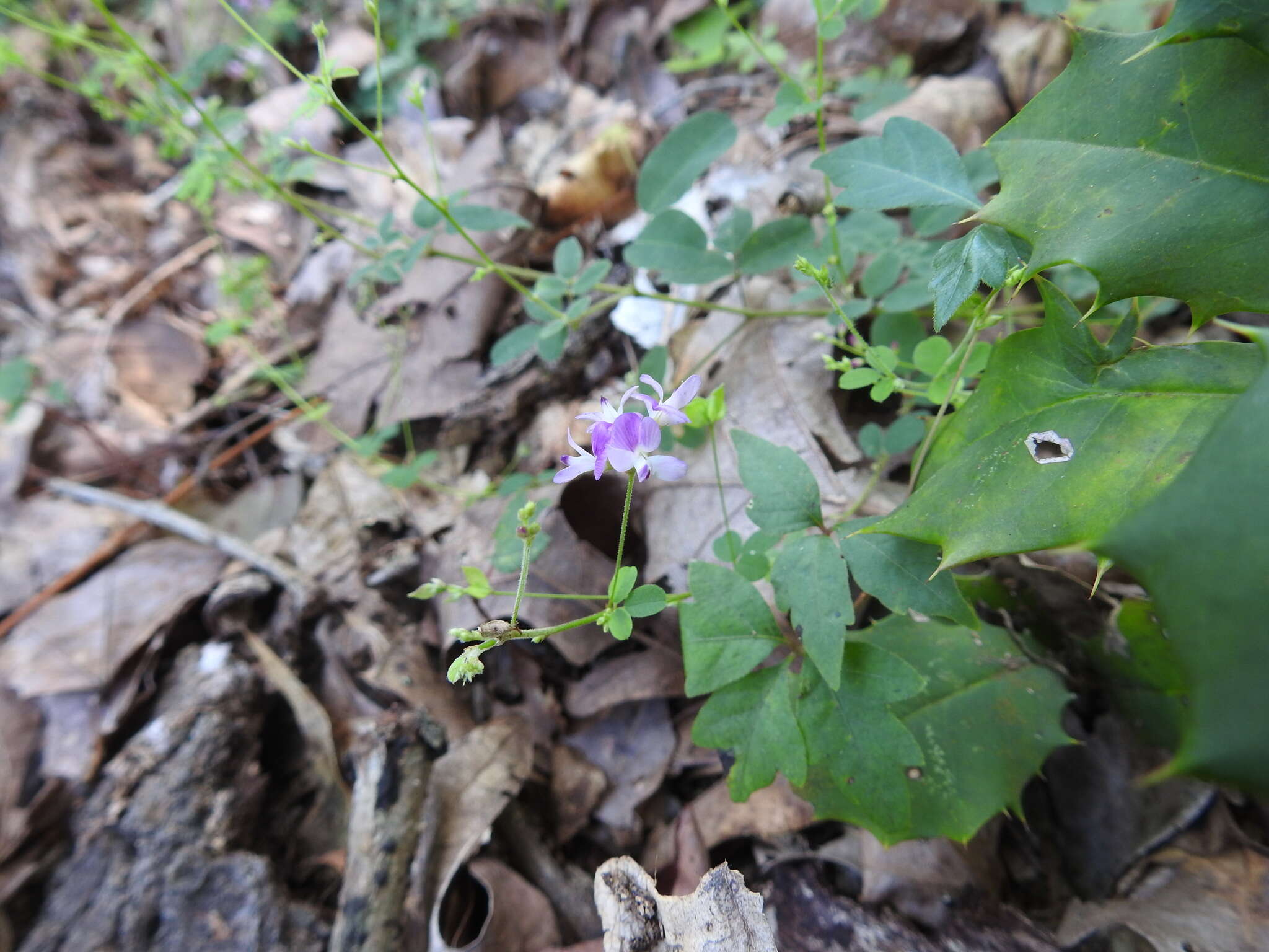 Image de Lespedeza procumbens Michx.