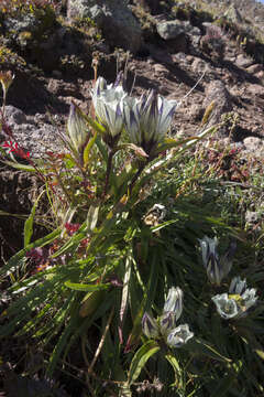 Image of arctic gentian