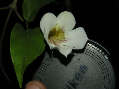 Image of <i>Tynanthus croatianus</i> A. H. Gentry