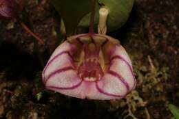 Image of Masdevallia yungasensis T. Hashim.