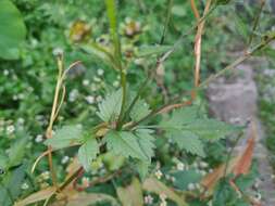 Image of <i>Bidens <i>pilosa</i></i> var. pilosa