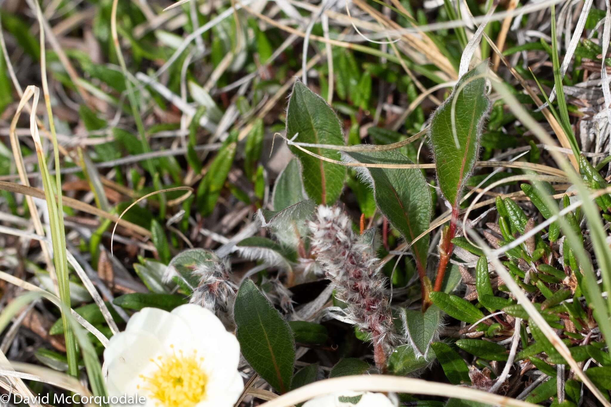 Image of arctic willow