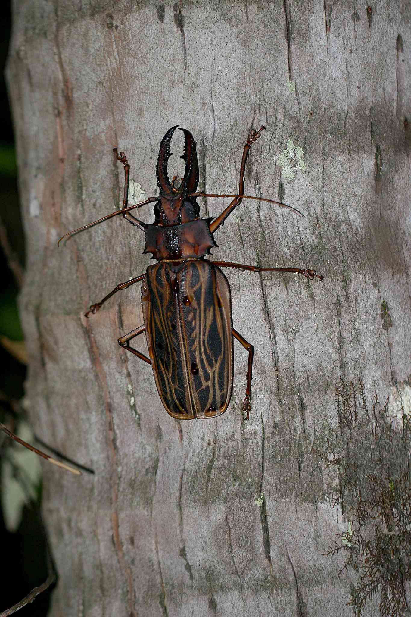 Image of Long-horned beetle