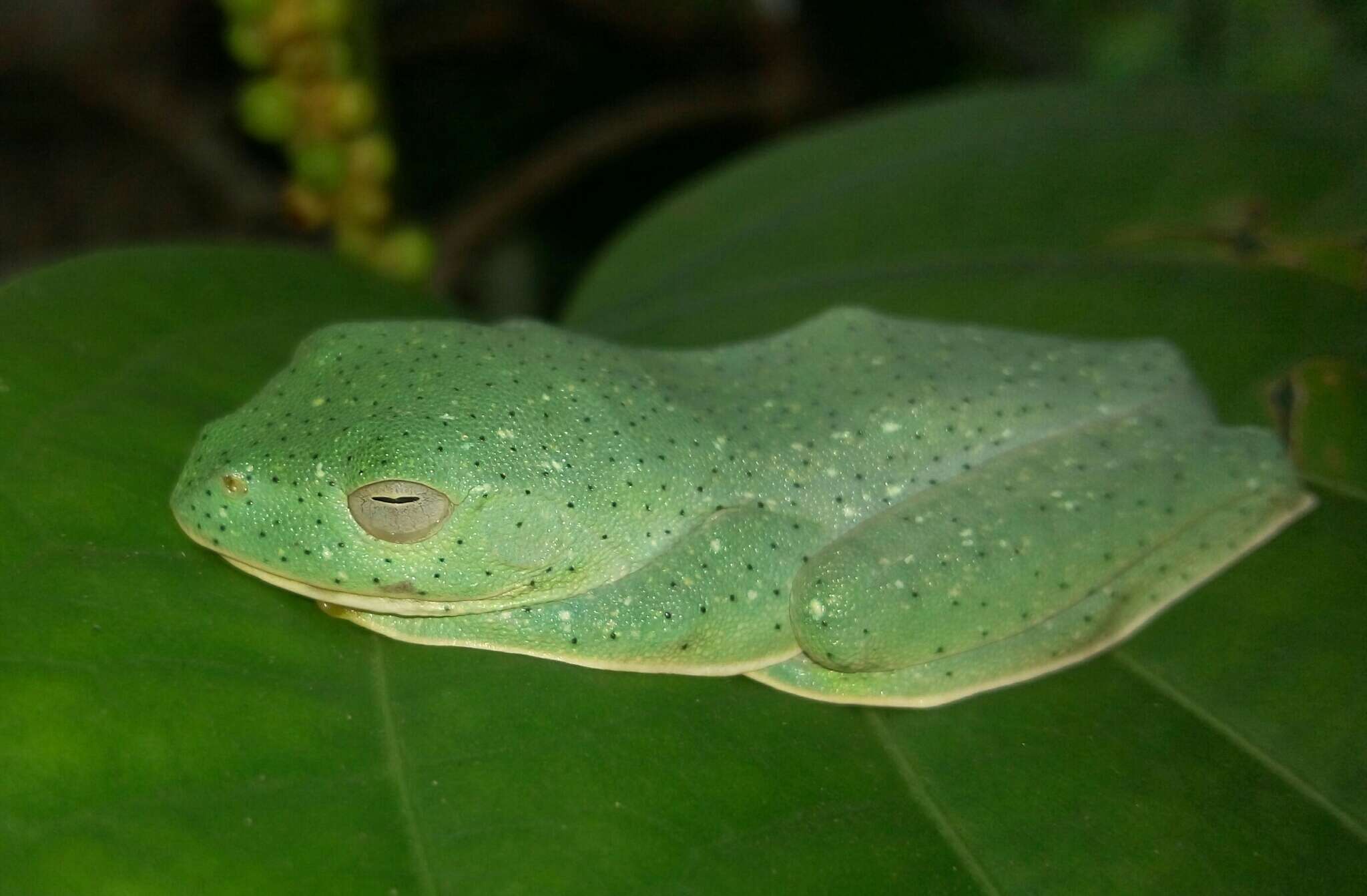 Imagem de Rhacophorus malabaricus Jerdon 1870