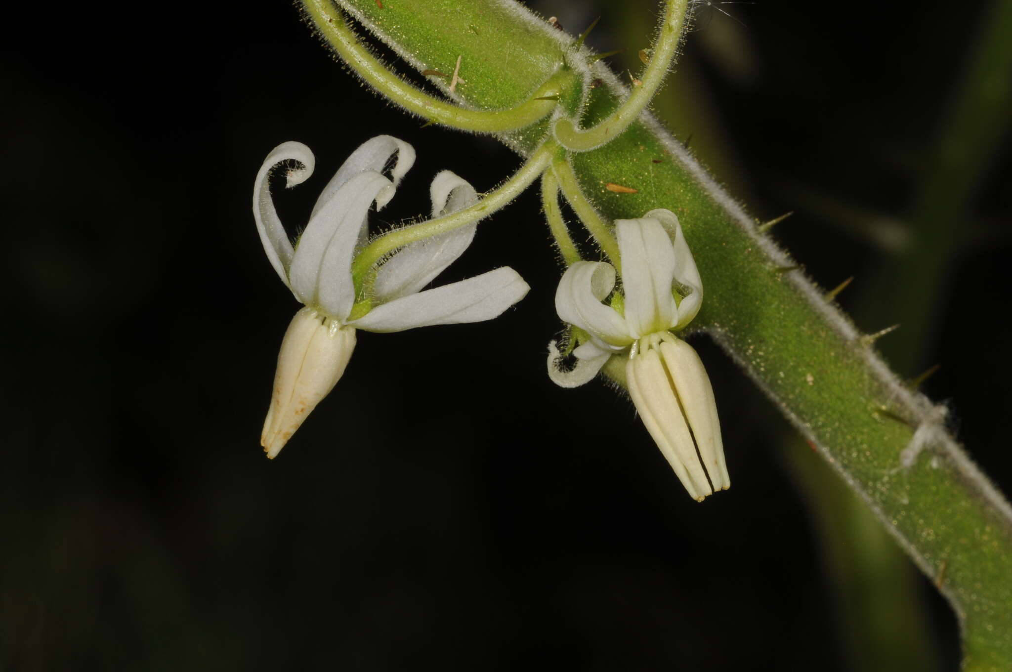 Image of tropical soda apple