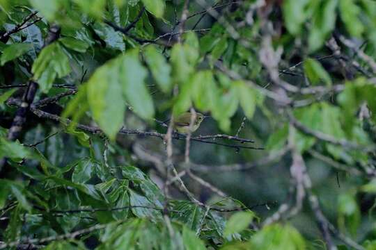 Image of Little Green Sunbird