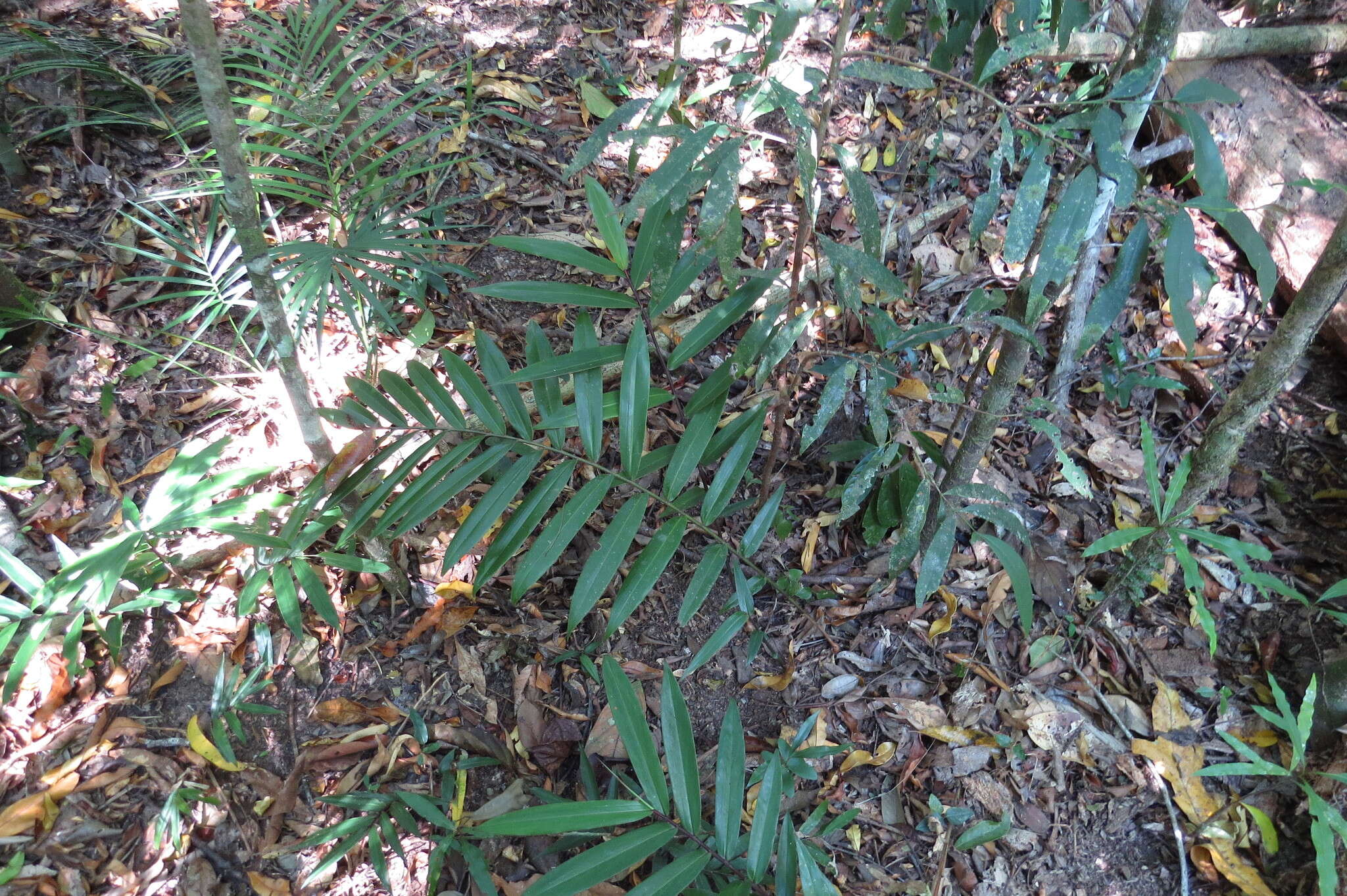 Image of Alpinia modesta F. Muell. ex K. Schum.