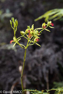 Cymbidiella flabellata (Thouars) Rolfe的圖片