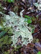 Image of Oregon lung lichen