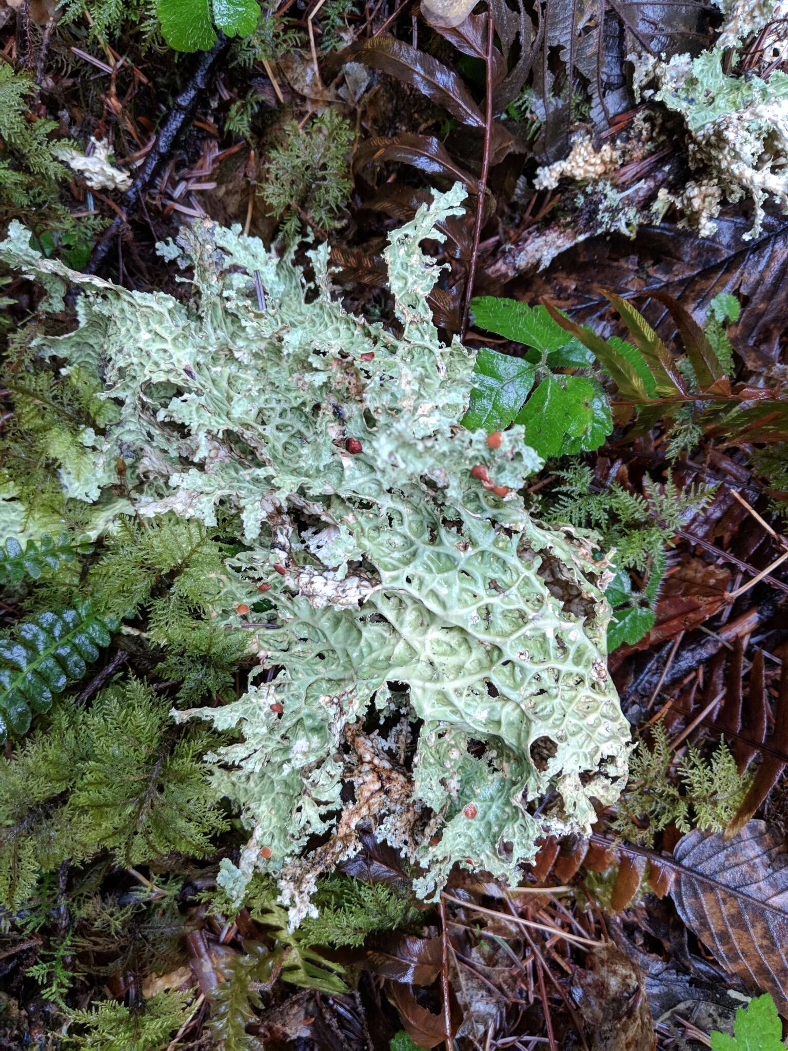 Image of Oregon lung lichen