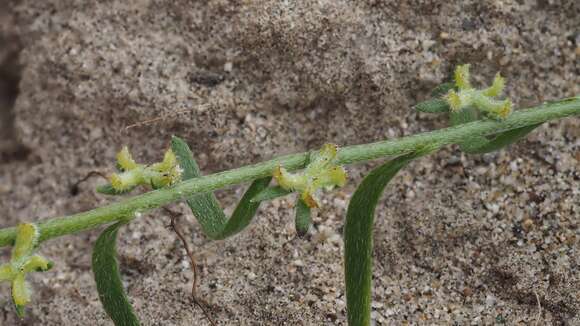 Image of chuckwalla combseed