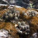 Image de <i>Echinocereus chaletii</i> W. Rischer