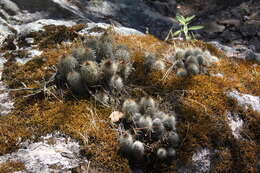 Image de <i>Echinocereus chaletii</i> W. Rischer