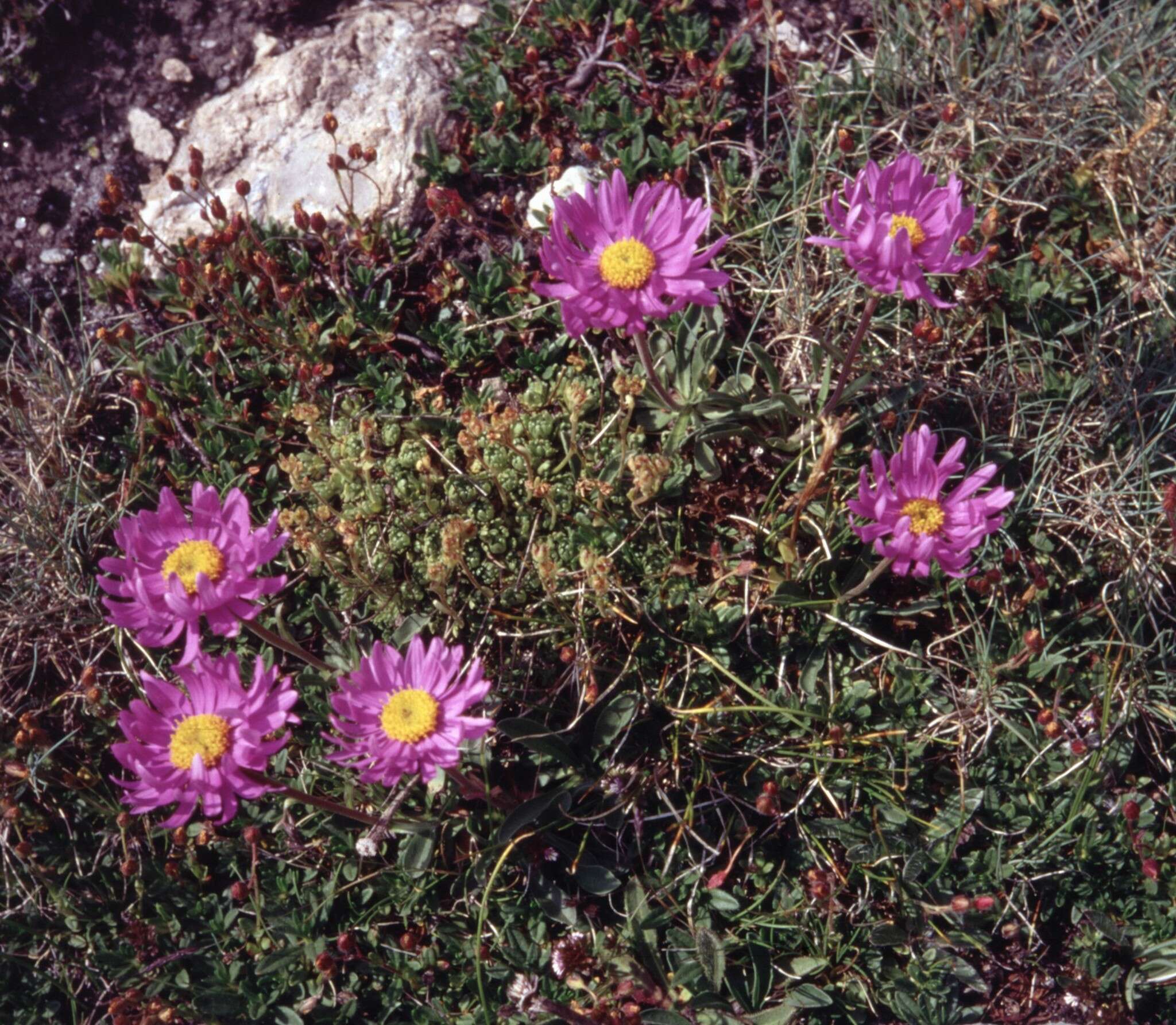 Image of alpine aster