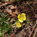 Image of Potentilla concinna var. leonina (Standl.) Soják