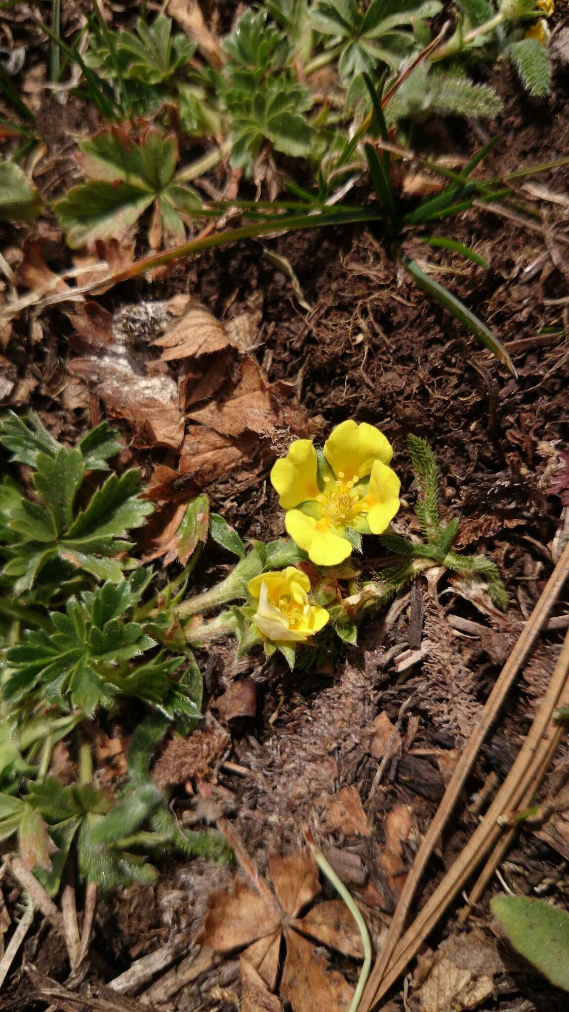 Image of Potentilla concinna var. leonina (Standl.) Soják