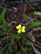 Image of Goodenia delicata R. Carolin