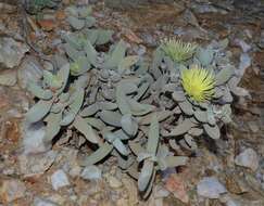 Image of Astridia citrina (L. Bol.) L. Bol.